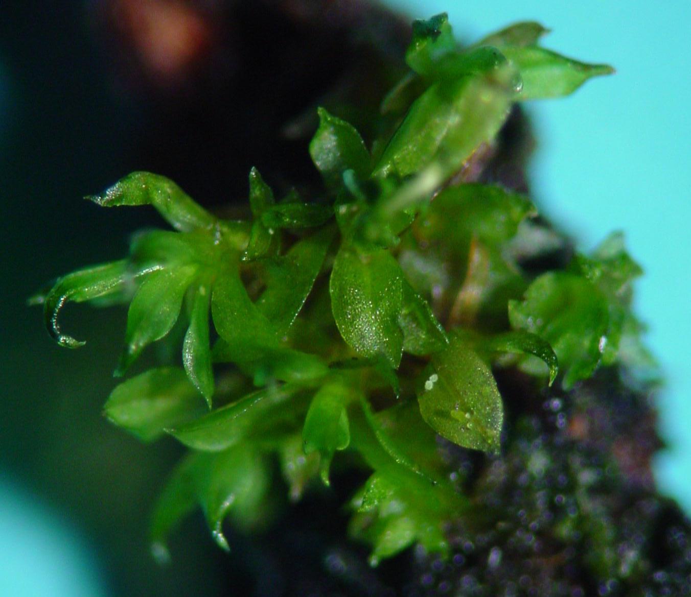 Представитель Семейства Rhachitheciaceae